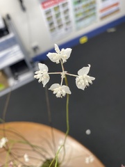 Xanthosia atkinsoniana