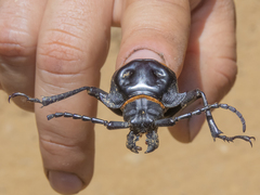 Acanthinodera cumingii