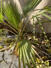 Washingtonia robusta