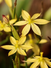 Sisyrinchium luzula