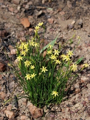 Sisyrinchium luzula