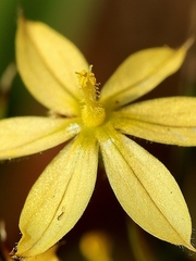 Sisyrinchium luzula