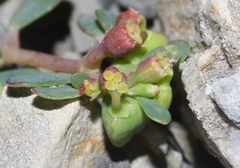 Euphorbia cryptorubra