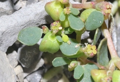 Euphorbia cryptorubra