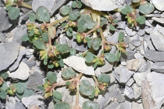 Euphorbia cryptorubra