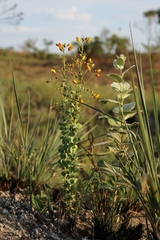 Chamaecrista brachyrachis