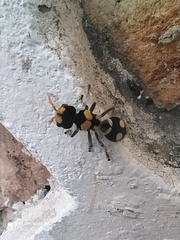 Hoplomutilla insignis