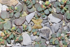 Euphorbia cryptorubra