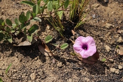 Ipomoea procurrens