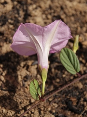 Ipomoea procurrens
