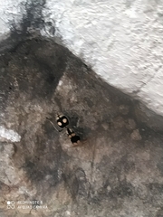 Hoplomutilla insignis