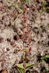 Heteropterys campestris