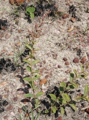 Heteropterys campestris