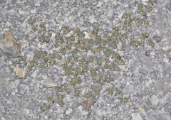 Euphorbia cryptorubra