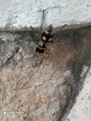 Hoplomutilla insignis