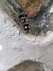 Hoplomutilla insignis