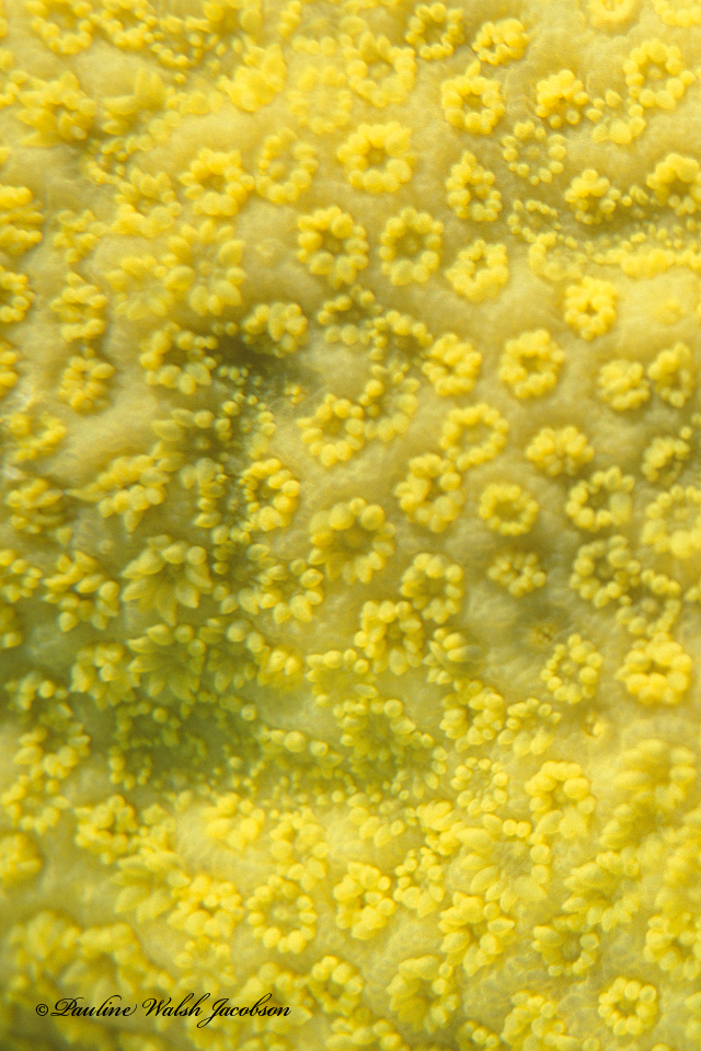 Mustard Hill Coral