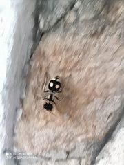 Hoplomutilla insignis