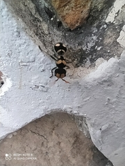 Hoplomutilla insignis