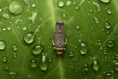 Proconiini