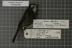 White-Throated Pewee photo 3