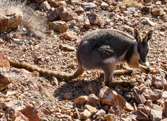 Petrogale xanthopus