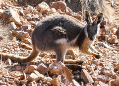 Petrogale xanthopus