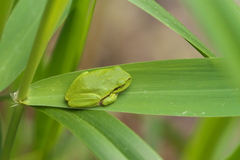 Hyla arborea