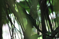 Basiliscus plumifrons
