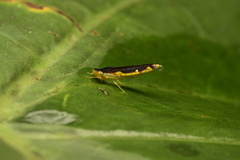 Proconiini