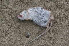 Oryzomys palustris