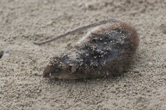 Oryzomys palustris