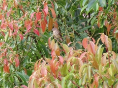 Volatinia jacarina