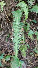 Blechnum hastatum