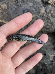 Bathygobius coalitus