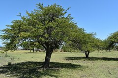 Prosopis affinis