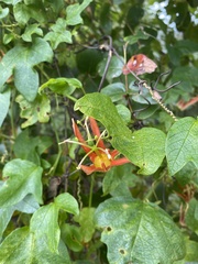 Passiflora cinnabarina