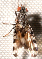 Pseudotephritis vau
