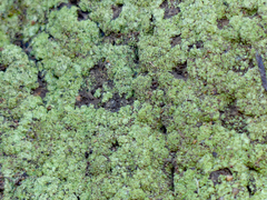 Leprocaulaceae