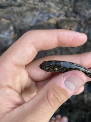 Bathygobius coalitus