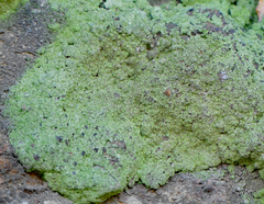 Leprocaulaceae