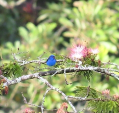 Dacnis cayana
