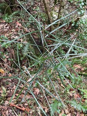 Atractocarpus chartaceus