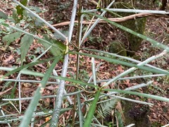 Atractocarpus chartaceus