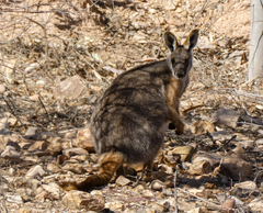 Petrogale xanthopus