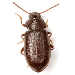 Anaedus texanus