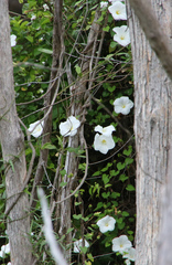 Calystegia tuguriorum