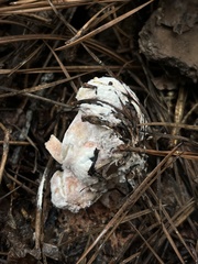 Hypocreaceae
