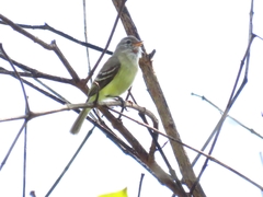 Camptostoma obsoletum