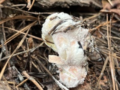 Hypocreaceae